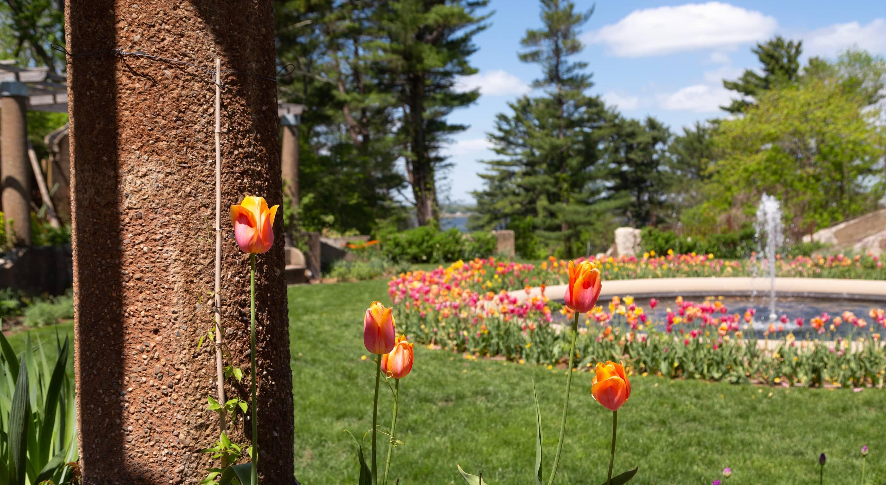 Tulips surrounding a fountain in the garden at the Crane Estate