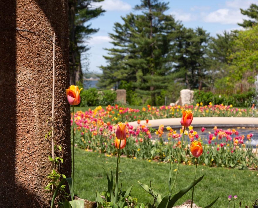 Tulips surrounding a fountain in the garden at the Crane Estate