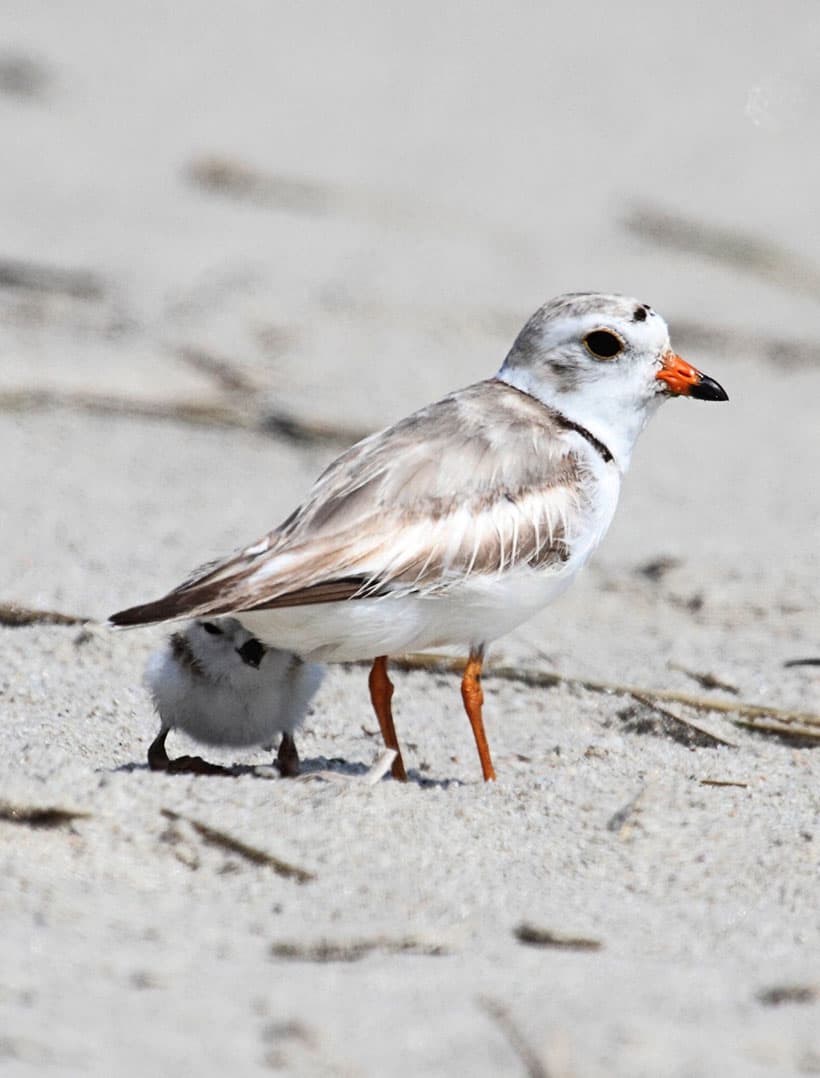 Endangered Piping Plovers on Crane Beach