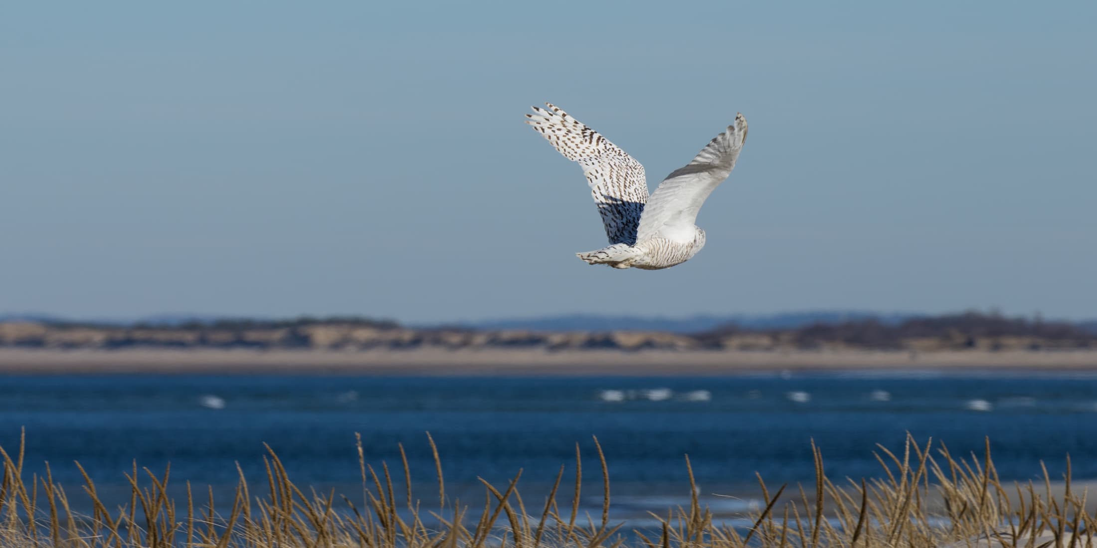 Snowy owl in flight on Crane Beach